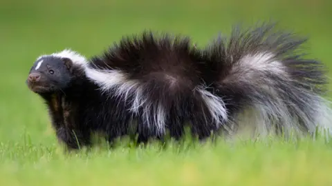 Getty Images A skunk is standing on green grass looking to the left of the photo. It has a largely black body with a white stripe running from the top of its head to its tail