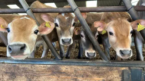 Brown Jersey cow calfs peer through metal bars of the calf pen.