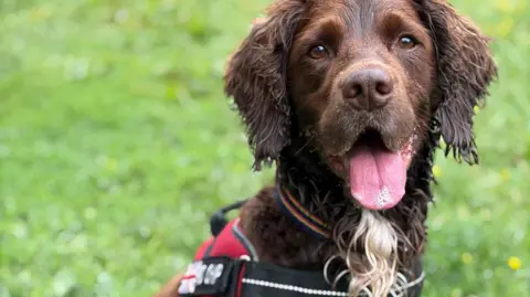 West Midlands Police Chip is brown dog, pictured here close-up with his pink tongue showing and a harness on. 