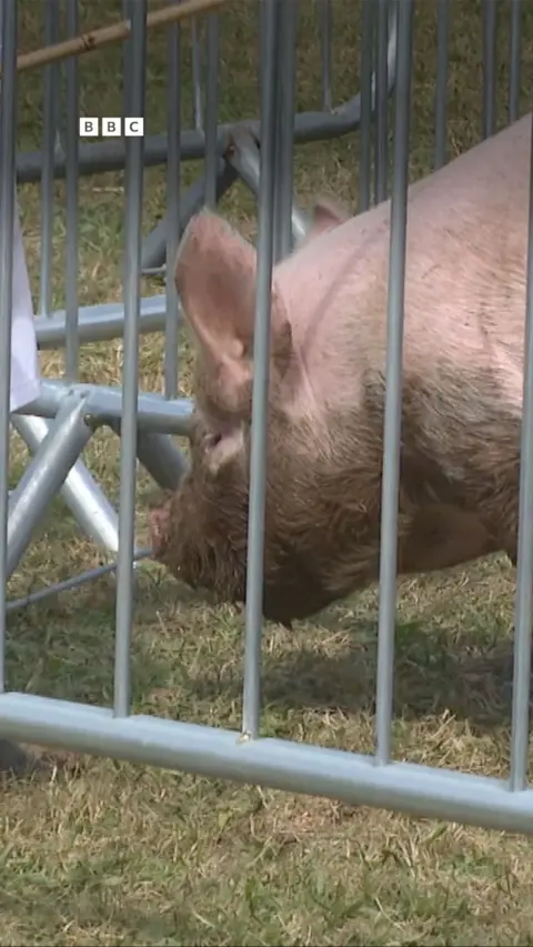 Pig behind a fence