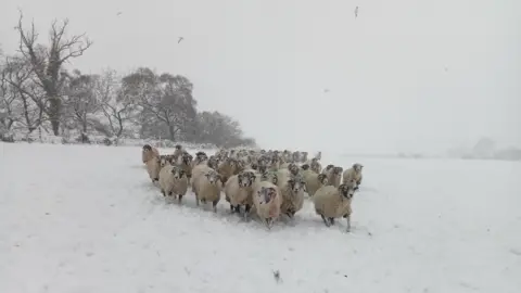 BBC WEATHER WATCHERS / FARMING LASS A flock of sheep are running through a snowy field.