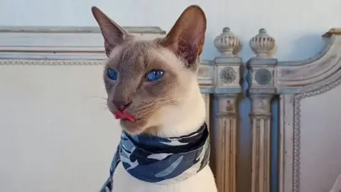 Magda Orpel Felix the cat sitting on a bed