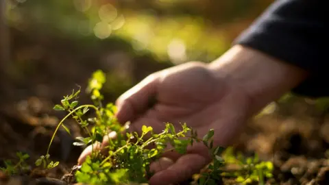 Ben Hall Somebody planting flowers