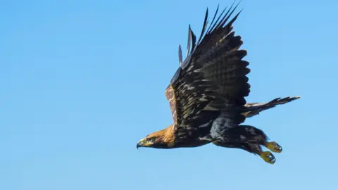 Getty Images A large bird shown in mid flight. 