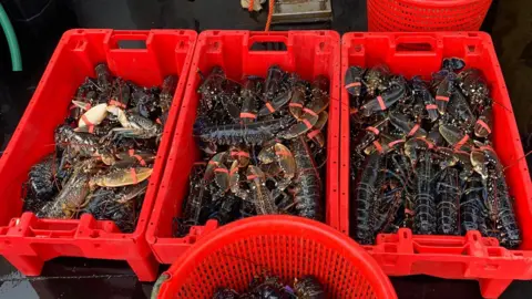 Chris Puncher Three pots of lobsters. The pots are red and filled with the dark lobsters.