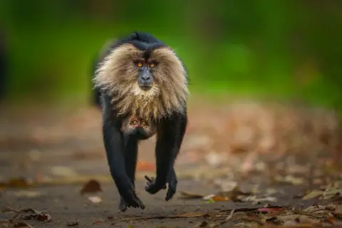 Lalith Ekanayake/Wildlife Photographer of the Year A dark-furred monkey with a distinctive pale mane runs along a path, its face sharply in focus. A small infant clings close, partially hidden, as the background blurs with motion.