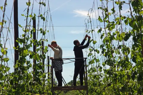 Nicola King Hop pickers astatine  work