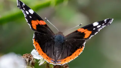 A close-up of a red admiral butterfly on a plant Oswestry. It has white spots on the tips of its wings and bands of light red on otherwise black wings