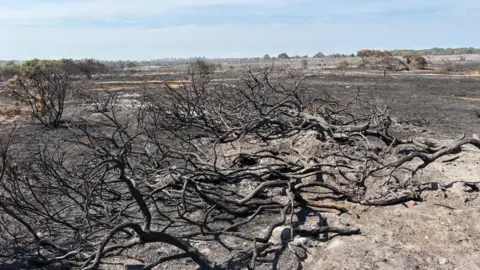 Suffolk Fire Service A scorched landscape showing burnt trees and charred land. 