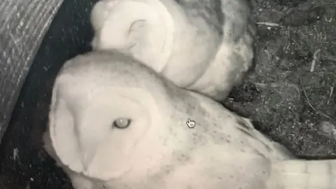 Somerset Wildlife Trust Barn owls