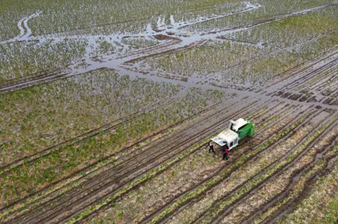 Joe Gidden/PA Farm workers harvest brussel sprouts on flooded field