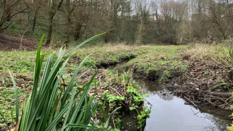 A small section of a brook with muddy banks alongside it. There is long grass in the foreground and bare woodland in the background.