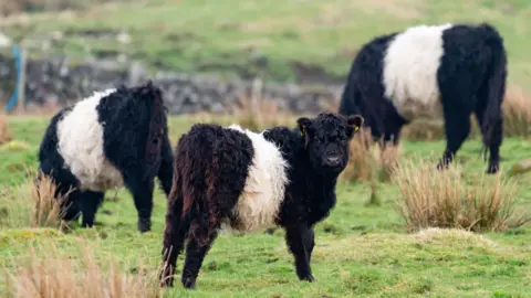 Three black and white Belted Galloway cows in a field with a farm gate and wall in the background