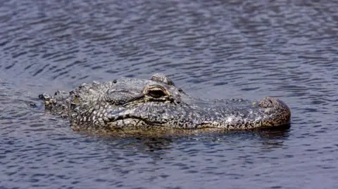 An alligator appears above the water