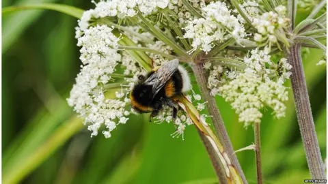 Getty Images White-tailed bumblebee