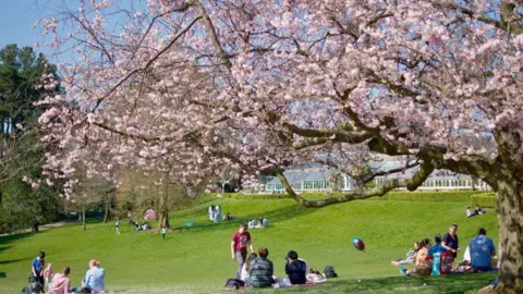 People sitting in groups on a large patch of grass underneath a tree with cherry blossoms. Trees are visible in the background along with a glasshouse. 