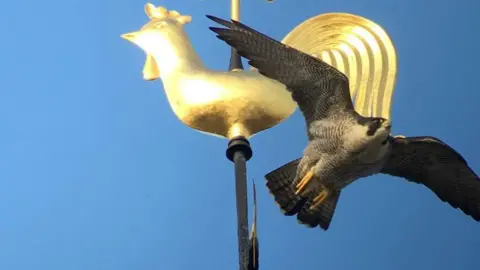 Jim Graham, Leicester Peregrine Project Bird flying by a weather van on the top of Leicester Cathedral with wings spread