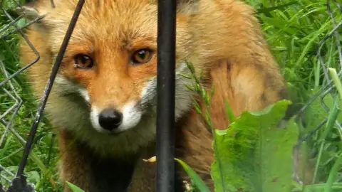 Wednesday - the face of a fox fills the photo with part of a metal fence on the left