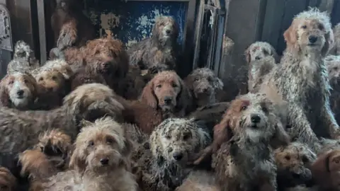 About 20 different poodle-cross dogs, all with shaggy coats in various shades of grey, white and tan, are seen crowded into one living space. One dog is seen howling, and another is seen sitting in what looks like a wood burner