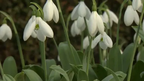 BBC Snowdrops at Hill Close Gardens