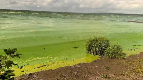 Clumps of blue-green algae at Rea's Wood along the shore of Lough Neagh