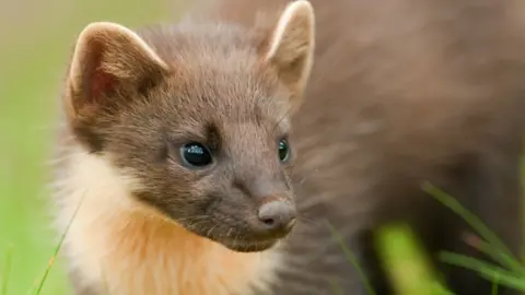 Stock shot of a pine marten - it has brown fur with a pale beard
