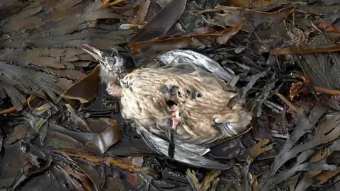 Walter Baxter/Geograph A dead guillemot washed up at Dod's Well near Berwick