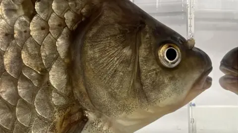 John Fairhall/BBC Side view of fish swimming