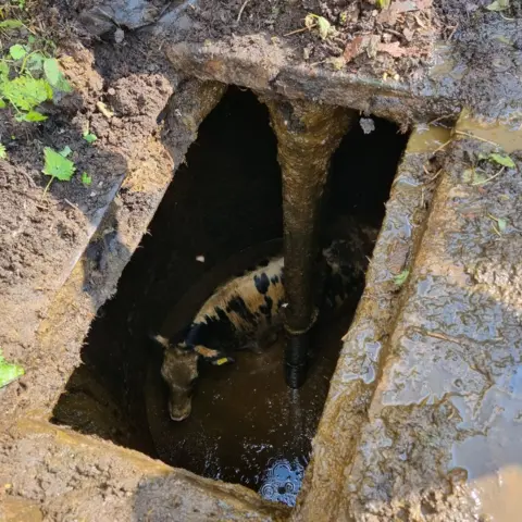 Derbyshire Fire and Rescue Service The calf in a slurry pit