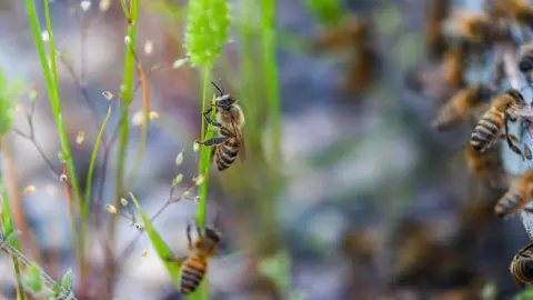 Getty Images Bees on a blade of grass