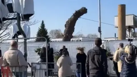 Save the Holt Farm Oak Tree The Rochford oak tree is brought down