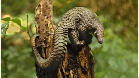 SPL Long-tailed pangolin, Congo