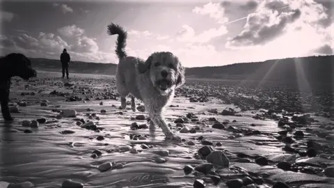 A black and white shot of a dog running on a beach