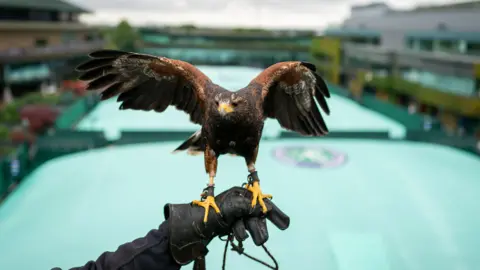 PA Media Rufus the harris hawk pictured against the blurred background of covered outside courts at Wimbledon.