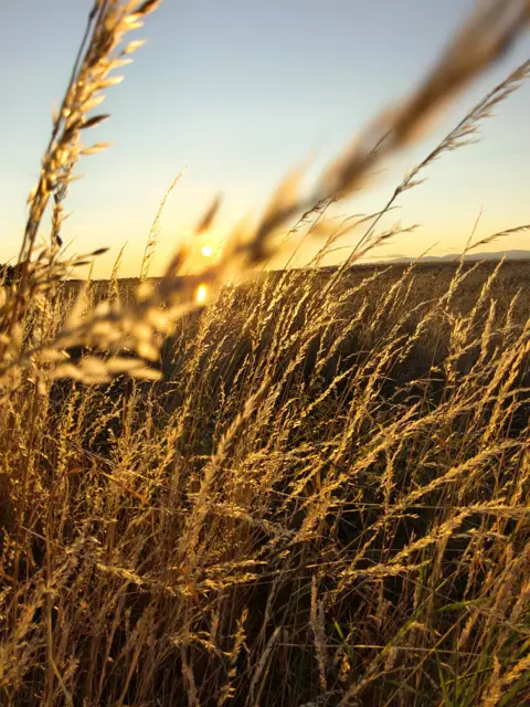Shona Hyman Tall golden grasses fill the foreground of a field at sunset. The low sun shines through the stems, creating warm amber light and soft silhouettes against a pale evening sky.