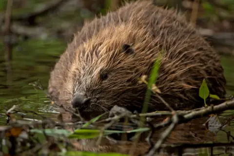 Philip Price Eurasian beaver