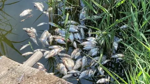 Dead fish at Blakespool Park pond