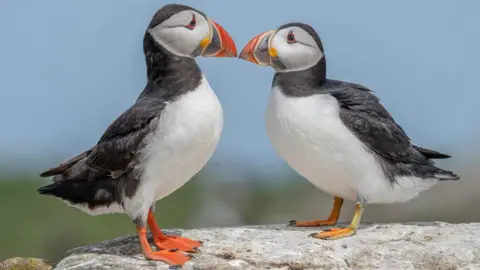 Graeme Carroll Two puffins, which have white chests, black backs and white and black heads with large black and orange beaks, stand beak to beak.