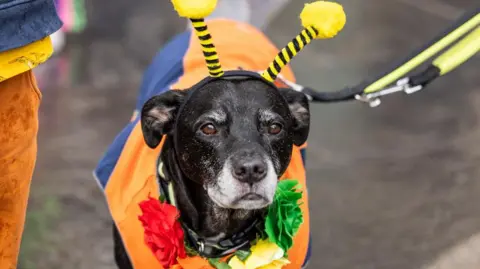 Paul Campbell A dog with a black coat and a white nose is in a street wearing a bee outfit. It has yellow and black antenna on its head and an orange and blue jacket. It also has a garland of red, orange, yellow and green fake roses around its neck.