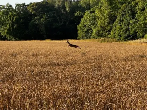 Michael Williamson  Leaping deer