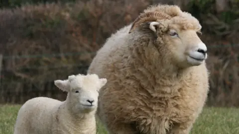 Exmoor Horn Sheep Breeder's Society Exmoor Horn Sheep