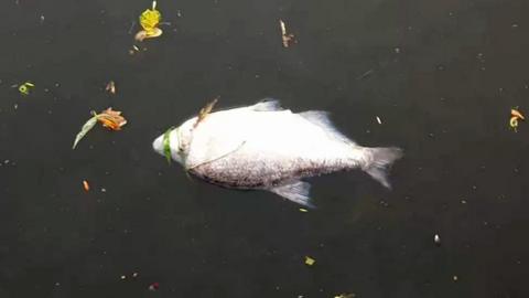 Dead fish floating in the River Cam