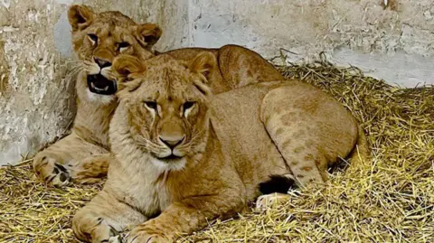 Wild Animal Rescue/IFAW Lions Amani and Lira in sanctuary in Ukraine