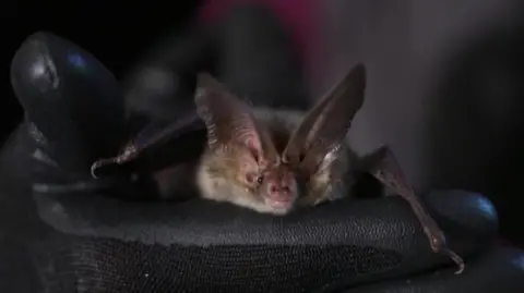 A black gloved hand holds a small brown bat with black beady eyes and large pointed ears.