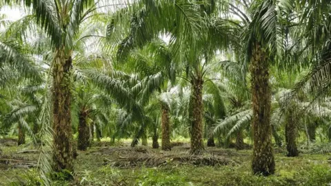 Science Photo Library Palm oil plantation