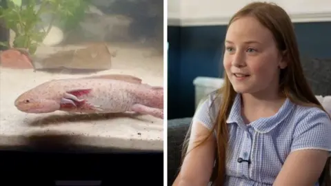 Split screen image showing the axolotl on the left and young girl Evie during interview on the right