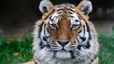 Valentina the tiger looks directly at the camera. She has small round ears with a full fluffy face. Her fur is a mixture of orange and white, with black striped markings, she has long white whiskers and pale green eyes. She is laying down in the grass.