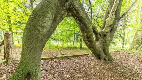 Rob Grange N-shaped tree