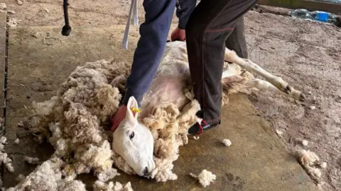 BBC/Grace Stewart-Piercy Another sheep being shared, this time being held down as it lays on its side. 