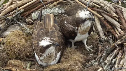 Ospreys